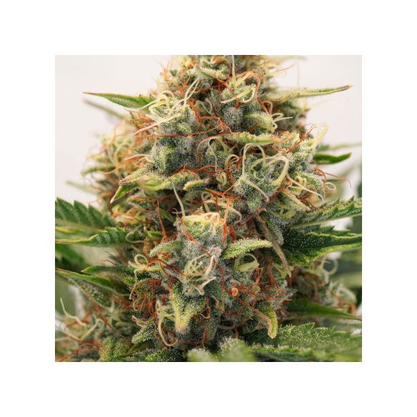 MAC N1 AUTO X3-DUTCH PASSION