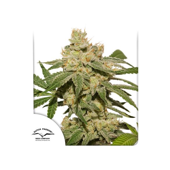 OH MY GUSHER AUTO X3-DUTCH PASSION