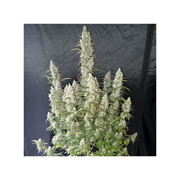 OH MY GUSHER AUTO X3-DUTCH PASSION