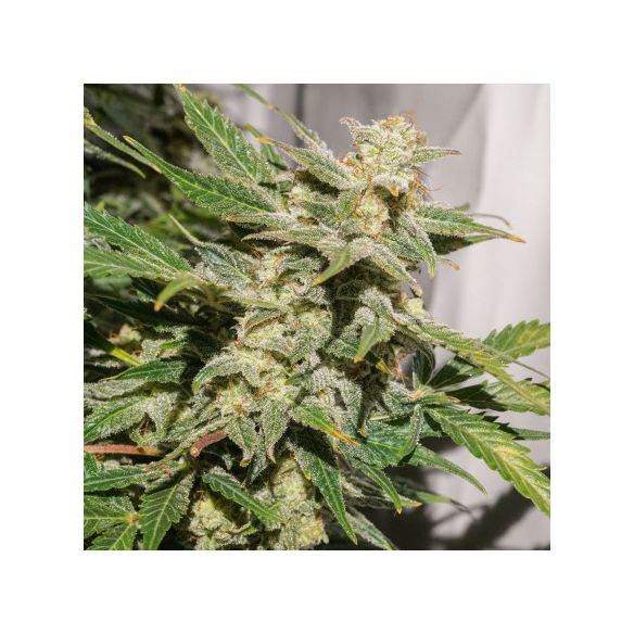 SFV OG AUTO X3-DUTCH PASSION