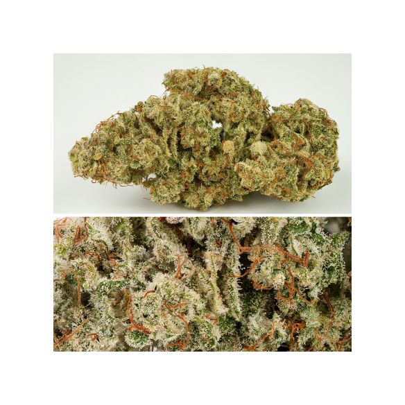 SFV OG AUTO X3-DUTCH PASSION