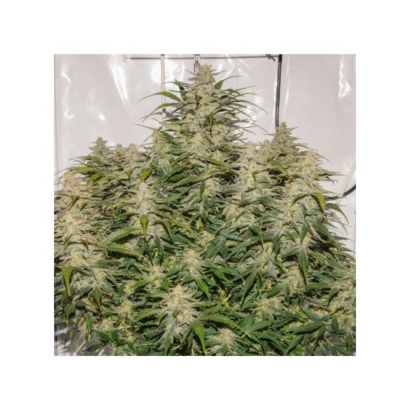 SFV OG AUTO X3-DUTCH PASSION