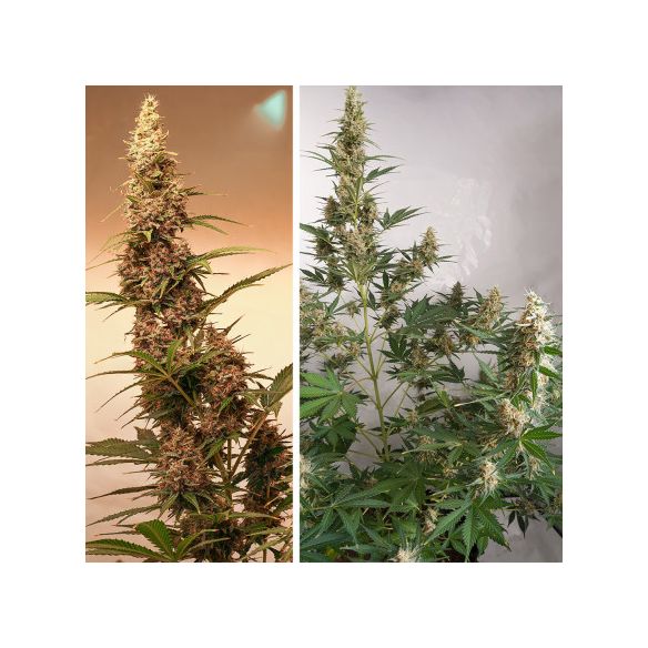 SFV OG AUTO X3-DUTCH PASSION