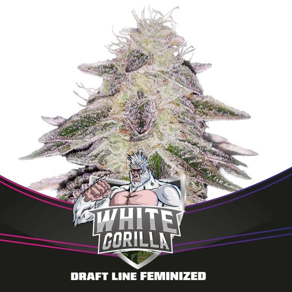 WHITE GORILLA FEM X12-BSF