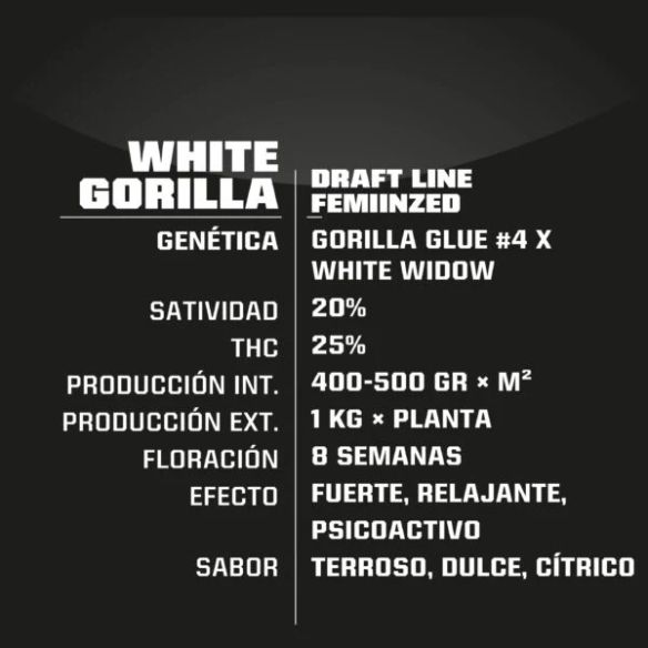 WHITE GORILLA FEM X12-BSF