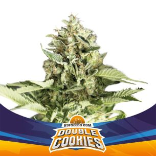 DOUBLE COOKIES SP AUTO X2 -BSF