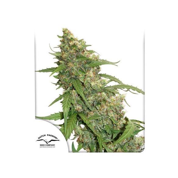 CBD COMPASSION AUTO X3-DUTCH PASSION