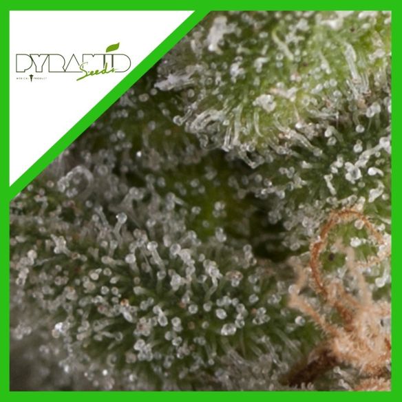 FRESH CANDY AUTO X3+1-PYRAMID SEEDS