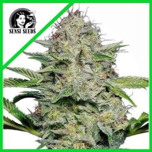 SENSI SKUNK AUTO X10-SENSI...