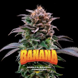 GORILLA BANANA FEM X2-BSF