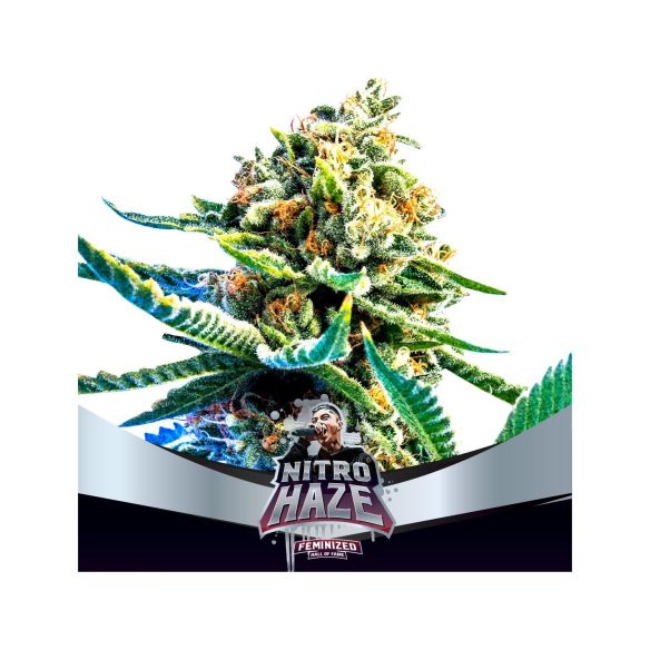 NITRO HAZE FEM X4-BSF