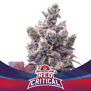 RED CRITICAL AUTO X2 -BSF