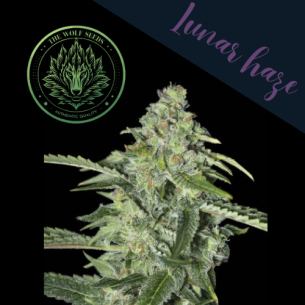 LUNAR HAZE FEM X3+1-THE...