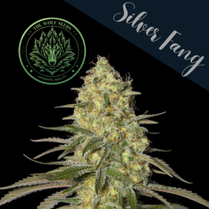 SILVER FANG FEM X3+1-THE...