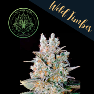 WILD TIMBER F1 FEM X3+1-THE...