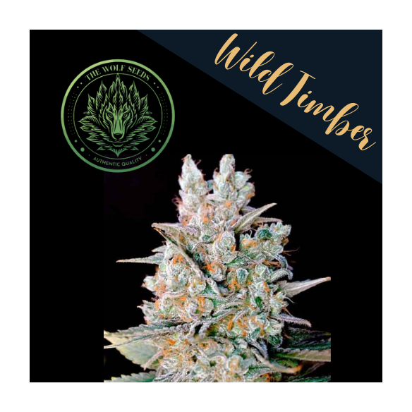 WILD TIMBER F1 FEM X3+1-THE WOLF SEEDS
