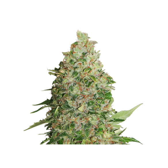 BCN CRITICAL FEM X3-SEEDSTOCKERS