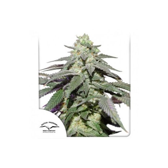 SKYWALKER HAZE AUTO X100-DUTCH PASSION