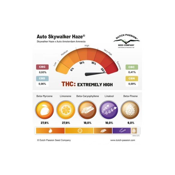 SKYWALKER HAZE AUTO X100-DUTCH PASSION