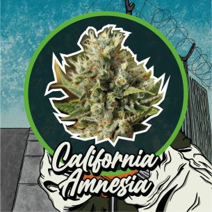CALIFORNIA AMNESIA FEM...