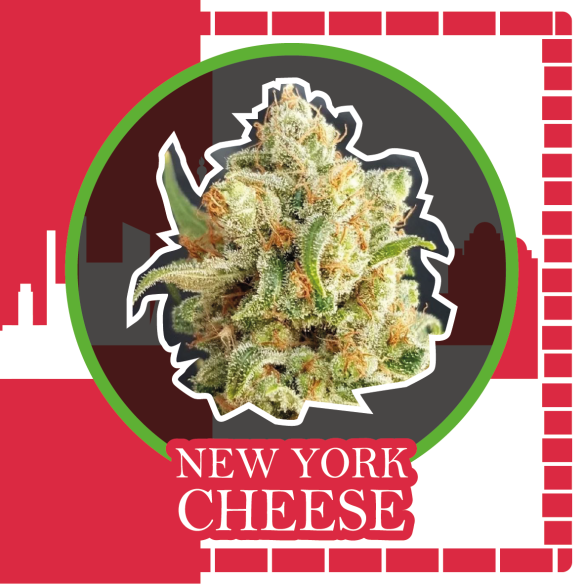 NEW YORK CHEESE AUTO X1-DELIRIUM SEEDS