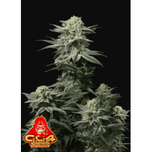 GG4 SHERBET FF 5+3-FAST BUDS