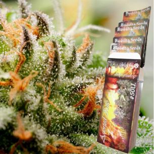 ASSORTED CLASSICS AUTO...