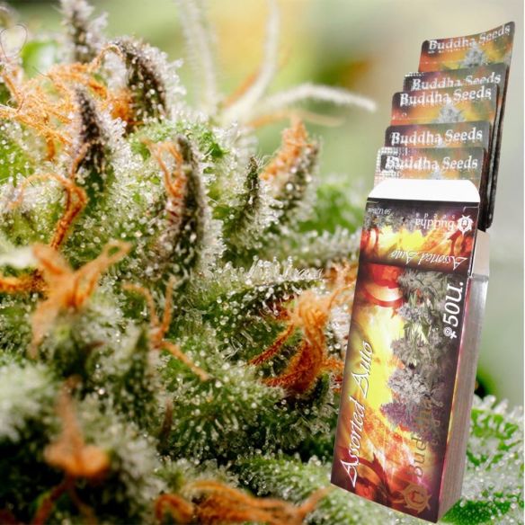 ASSORTED CLASSICS AUTO X10-BUDDHA SEEDS