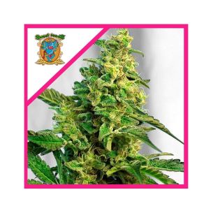 GREEN POISON FEM®...