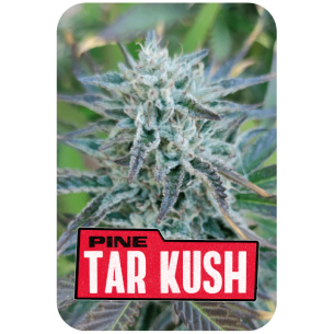 PINE TAR KUSH L.E. X7-BSF
