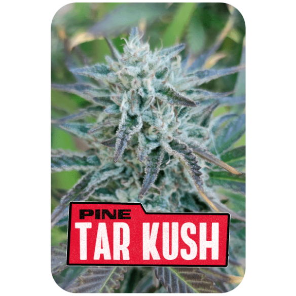 PINE TAR KUSH L.E. X7-BSF