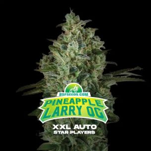 PINEAPPLE LARRY OG XXL AUTO...
