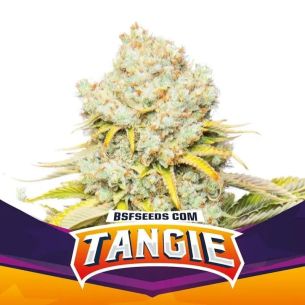 TANGIE FEM X12-BSF