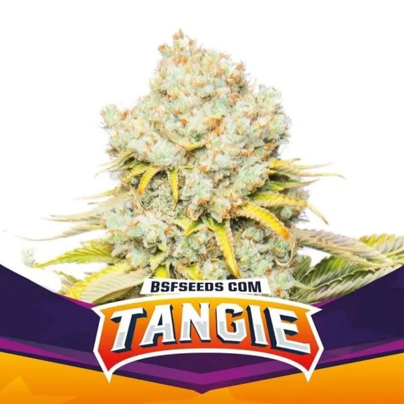 TANGIE FEM X12-BSF