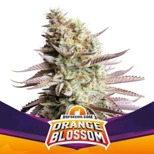 ORANGE BLOSSOM FEM X12-BSF