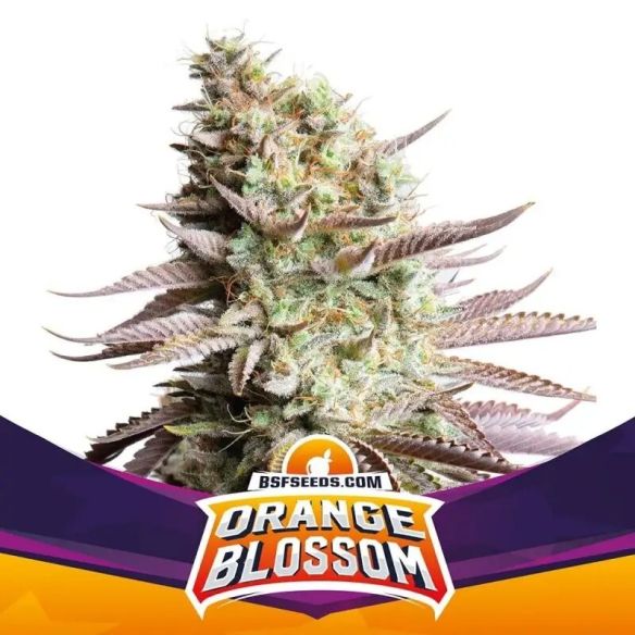 ORANGE BLOSSOM FEM X12-BSF