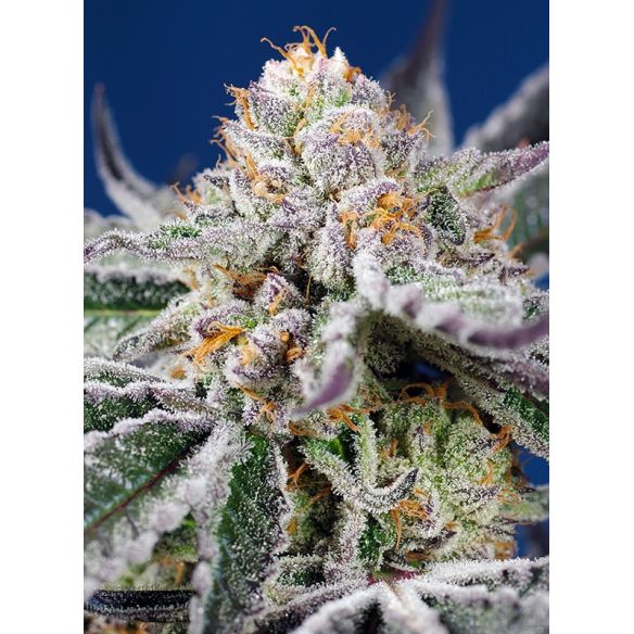 ORANGE APRICOT GLUE XL AUTO® 3+1-SWEET SEEDS