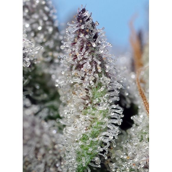 ORANGE APRICOT GLUE XL AUTO® 3+1-SWEET SEEDS