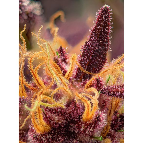 RED MIMOSA XL AUTO® X25-SWEET SEEDS