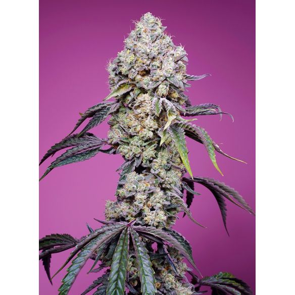SWEET MANDARINE ZKITTLEZ  F1® 3+1-SWEET SEEDS