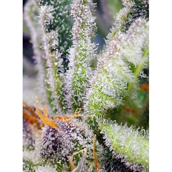 SWEET MANDARINE ZKITTLEZ  F1® 3+1-SWEET SEEDS