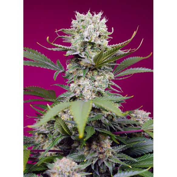 SWEET MANDARINE ZKITTLEZ XL AUTO® 3+1-SWEET SEEDS