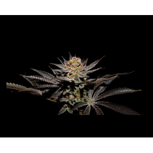 FUJI JUICE X FRUITY PEBBLES...