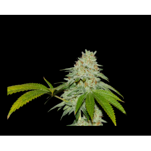 RUNTZ X FRUITY PEBBLES OG...