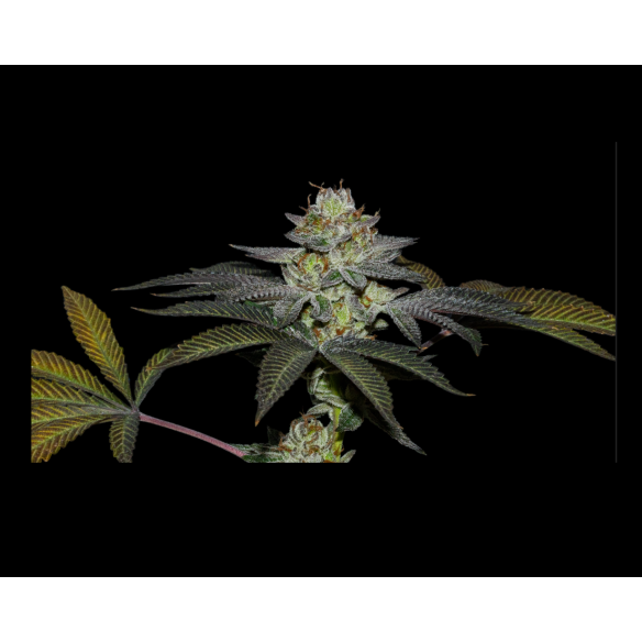 COCO NUTTY X FRUITY PEBBLES OG X3+1-SECRET FILE