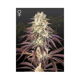 KONGS KRUSH FEM X3 -GREEN...