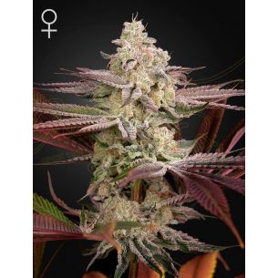 CHEMICAL BRIDE FEM X3...