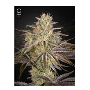 CLOUDWALKER FEM X3 -GREEN...