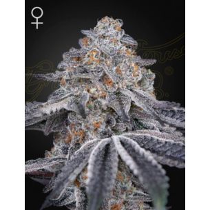 VELVET MOON FEM X3 -GREEN...