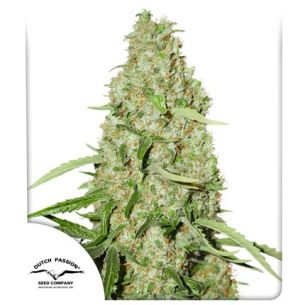 THINK FAST FEM X3 2X1-DUTCH...